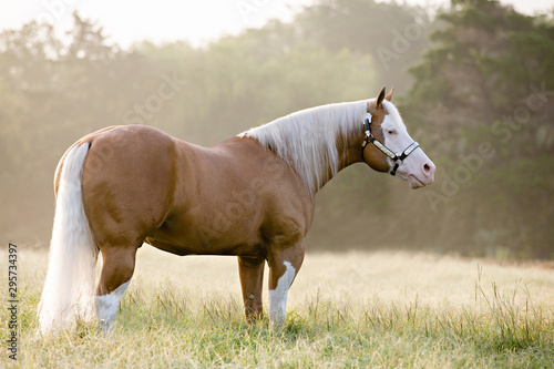 Photos Palomino
