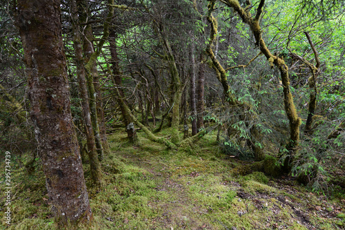 Alaska trail