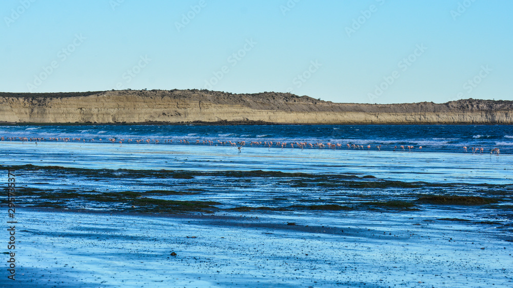 Sea, cliffs and flamingos, Peninsula Valdes, patagonia