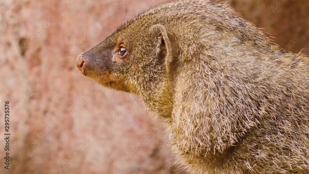 Mongoose close up of head looking around to the left. Mongoose close up of head looking around to the left.