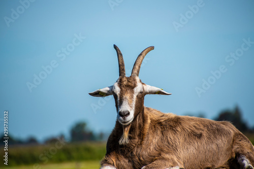 Horned billy goat sitting on the fence