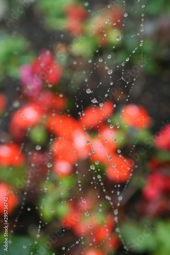 Dew drops on spider web with blurred floral background