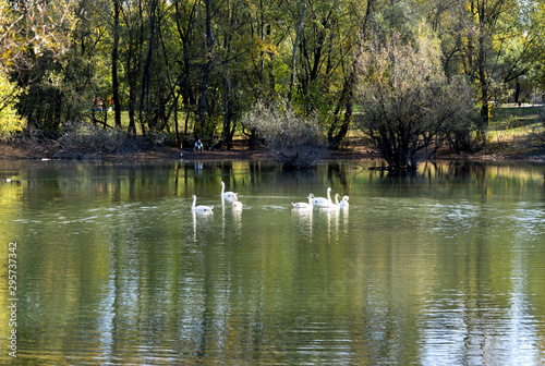 White swans in a small lake in Bundek city park  Zagreb  Croatia
