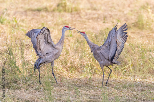Sandhill Crane Mated Pair Dancing