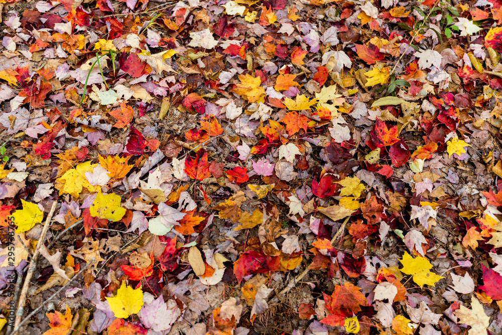 leaves on ground leaves on ground