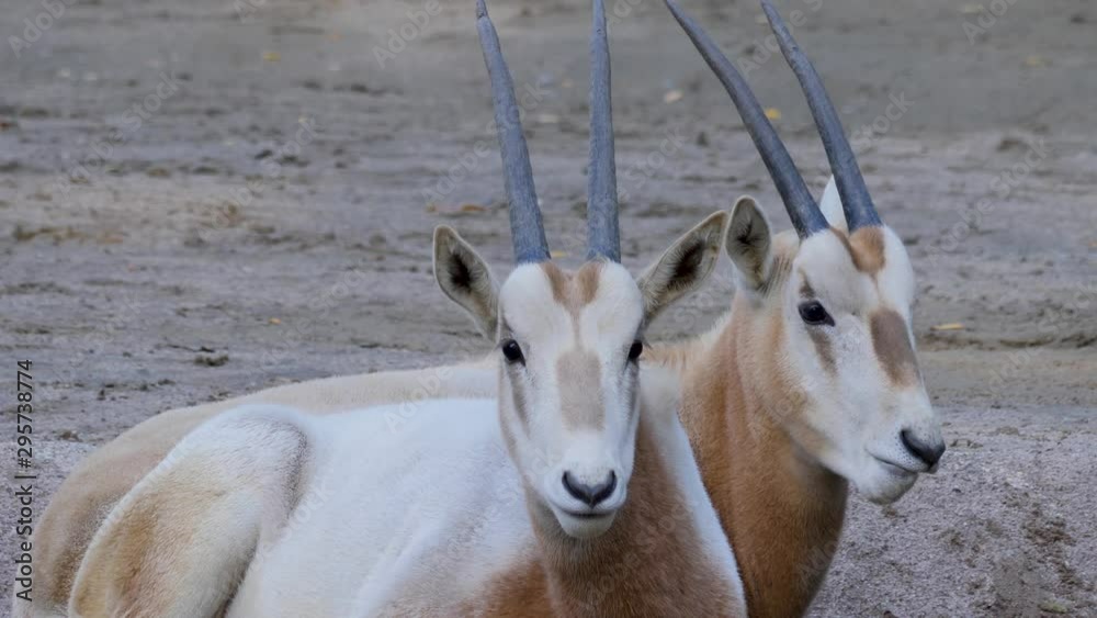 Two young Oryx antelope resting beside each other in sand and chew. 4K Two young Oryx antelope resting beside each other in sand and chew. 4K