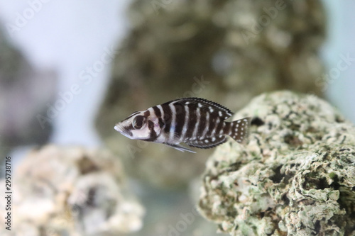  Fish in Aquarium