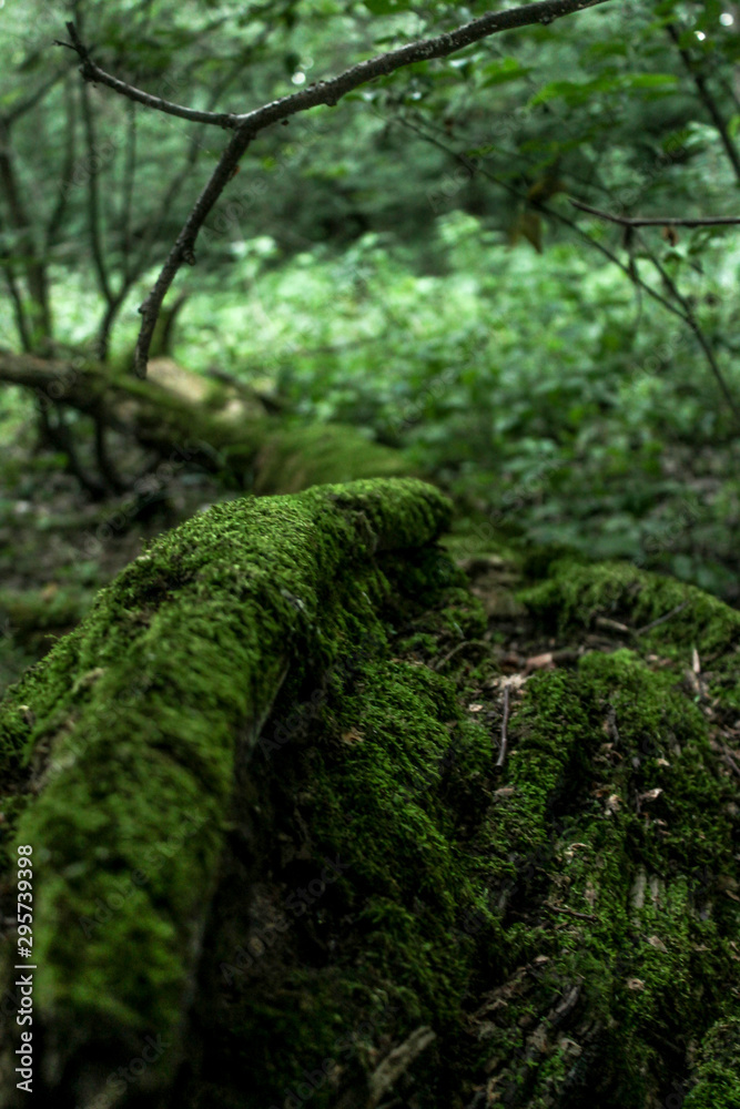Obraz premium Fallen tree. The tree is covered with moss in the forest.