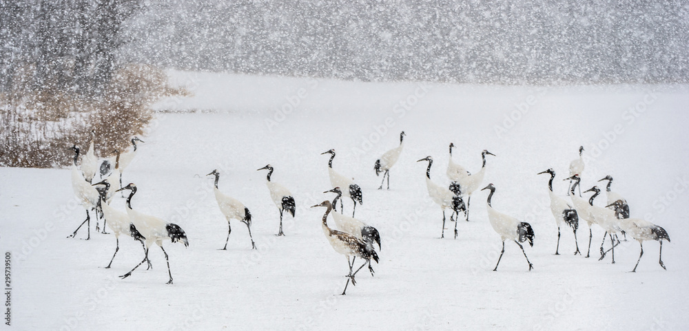 Japanese cranes in snowfall. The red-crowned crane. Scientific name: Grus japonensis, also called the Japanese crane or Manchurian crane, is a large East Asian Crane. Winter season. Japanese cranes in snowfall. The red-crowned crane. Scientific name: Grus japonensis, also called the Japanese crane or Manchurian crane, is a large East Asian Crane. Winter season.