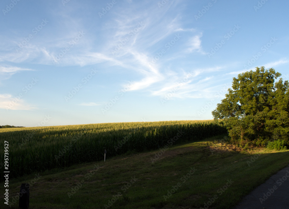 Blue sky and white clouds over a green cornfield.