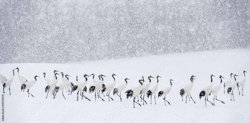 Εκτύπωση καμβά Japanese cranes in snowfall