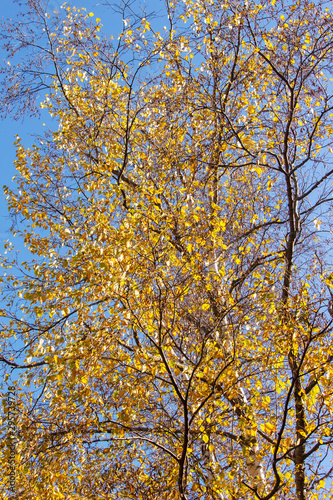 Aspen Foliage and Branches