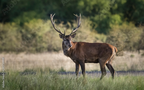 Fototapeta Naklejka Na Ścianę i Meble -  Male Red Deer, in rut season, La Pampa, Argentina