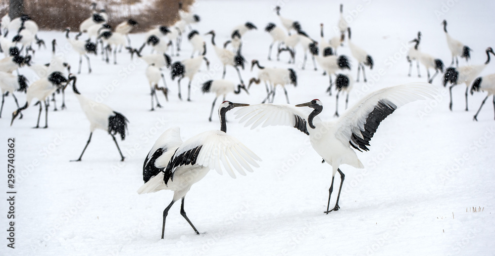 Fototapeta premium Dancing Cranes. The ritual marriage dance of cranes. The red-crowned crane. Scientific name: Grus japonensis, also called the Japanese crane or Manchurian crane, is a large East Asian Crane.