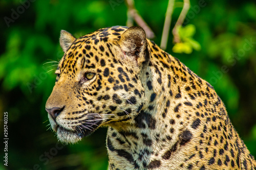 portrait of jaguar