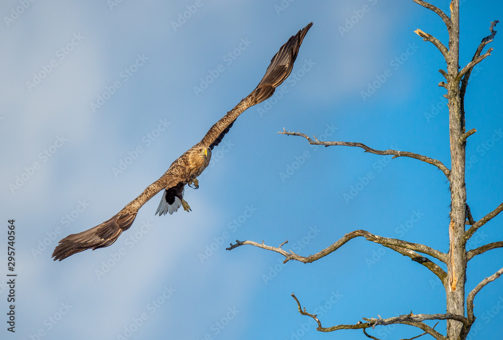 Juvenile White-tailed eagle in flight. Front view. Sky background. Scientific name: Haliaeetus albicilla, Ern, erne, gray eagle, Eurasian sea eagle and white-tailed sea-eagle. Summer season. Juvenile White-tailed eagle in flight. Front view. Sky background. Scientific name: Haliaeetus albicilla, Ern, erne, gray eagle, Eurasian sea eagle and white-tailed sea-eagle. Summer season.