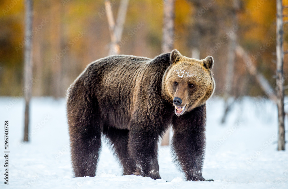 Brown Bear on the snow in spring forest Scientific name: Ursus arctos. Brown Bear on the snow in spring forest Scientific name: Ursus arctos.