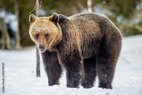 Brown Bear on the snow in spring forest Scientific name:  Ursus arctos.