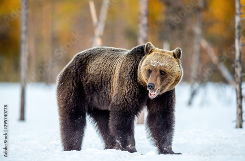 Brown Bear on the snow in spring forest Scientific name: Ursus arctos.