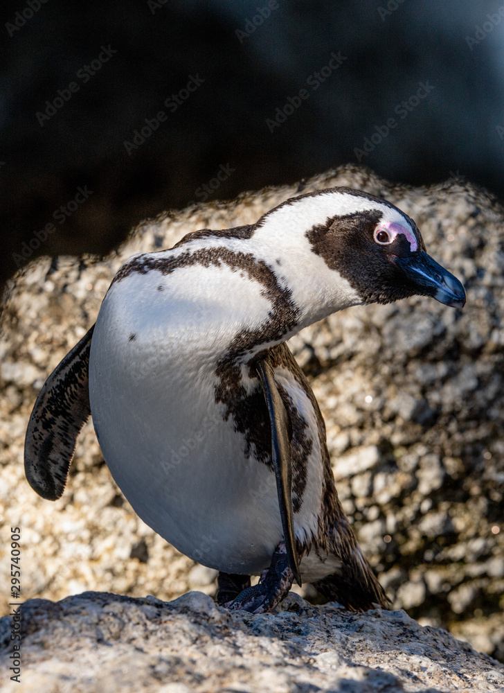 Obraz premium African penguin also known as the jackass penguin, black-footed penguin. Scientific name: Spheniscus demersus. South Africa