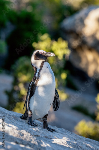 African penguin also known as the jackass penguin, black-footed penguin. Scientific name: Spheniscus demersus.  South Africa