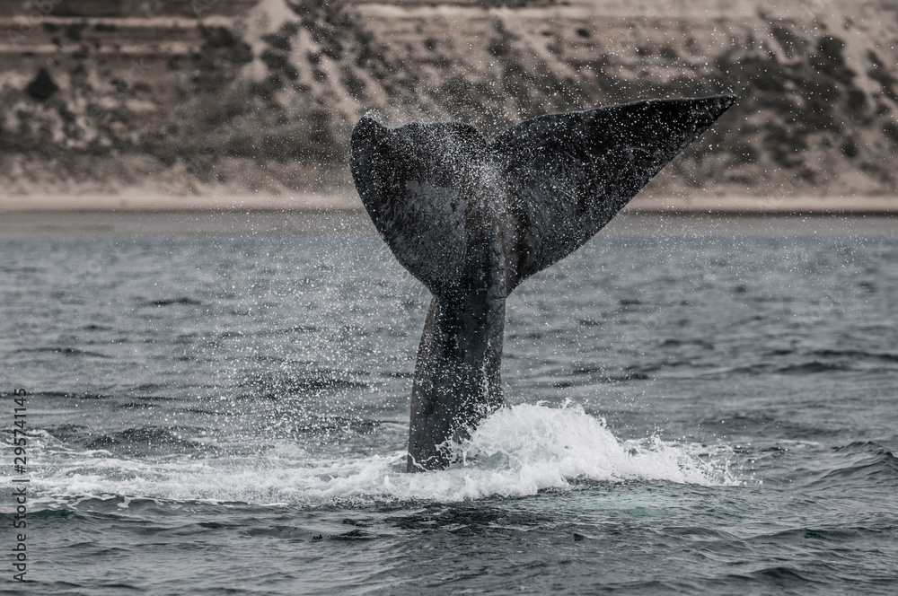 Fototapeta premium Right whale tail, Peninsula Valdes,Patagonia , Argentina