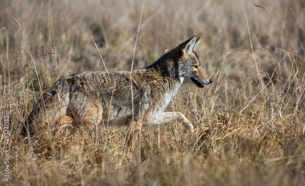 Coyote in a Field Hunting for Mice Coyote in a Field Hunting for Mice