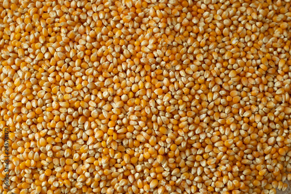 corn texture stock photo, background corn texture stock photo, background