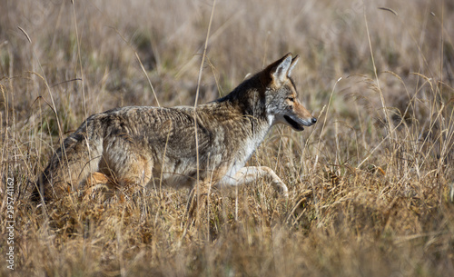 Coyote in a Field Hunting for Mice