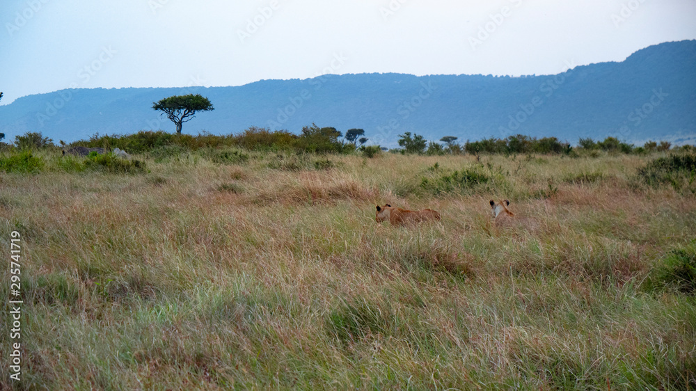 Naklejka premium Lions Hunting - Wide Shot