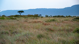 Lions Hunting - Wide Shot