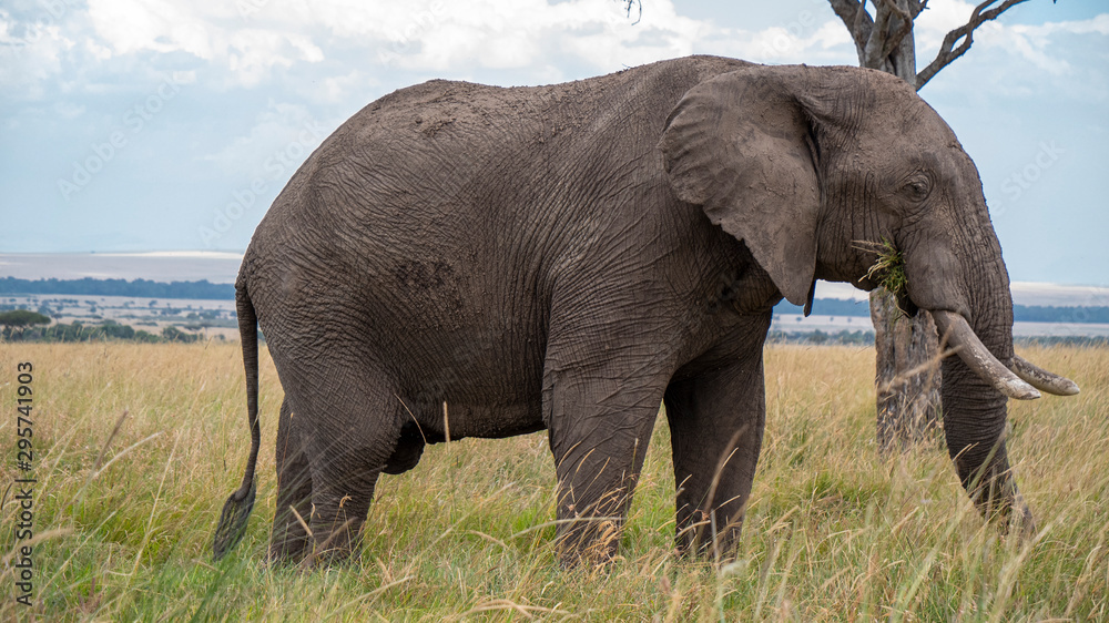 Obraz premium Elderly Elephant Eating Grass