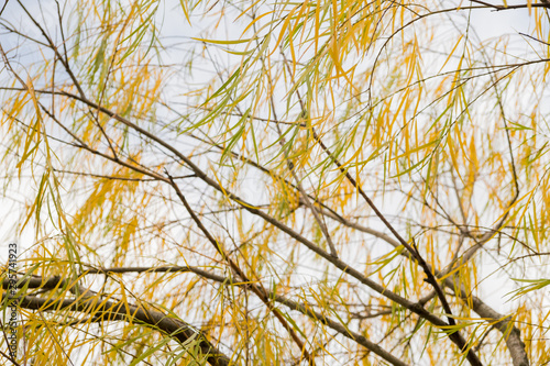 Autumn has come, autumn is here. Yellow, crimson and colorful leaves on the branches of trees and shrubs. Bright, unusual colors of the leaves against the sky. Day, overcast, windy.