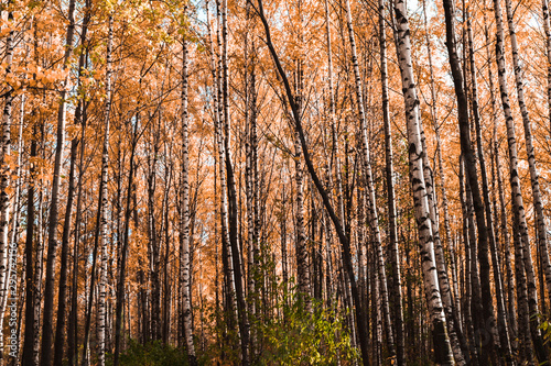 Autumn has come, autumn is here. Yellow, crimson and colorful leaves on the branches of trees and shrubs. Birch trees in the park. Day, overcast, windy.