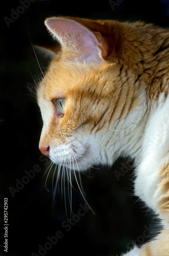 Beautiful Profile Portrait of a Cat with Black Background