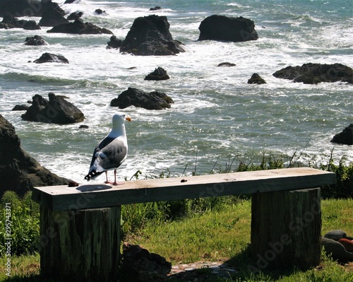 A segul sitting on the wooden bench overlooking the pacific ocean photo