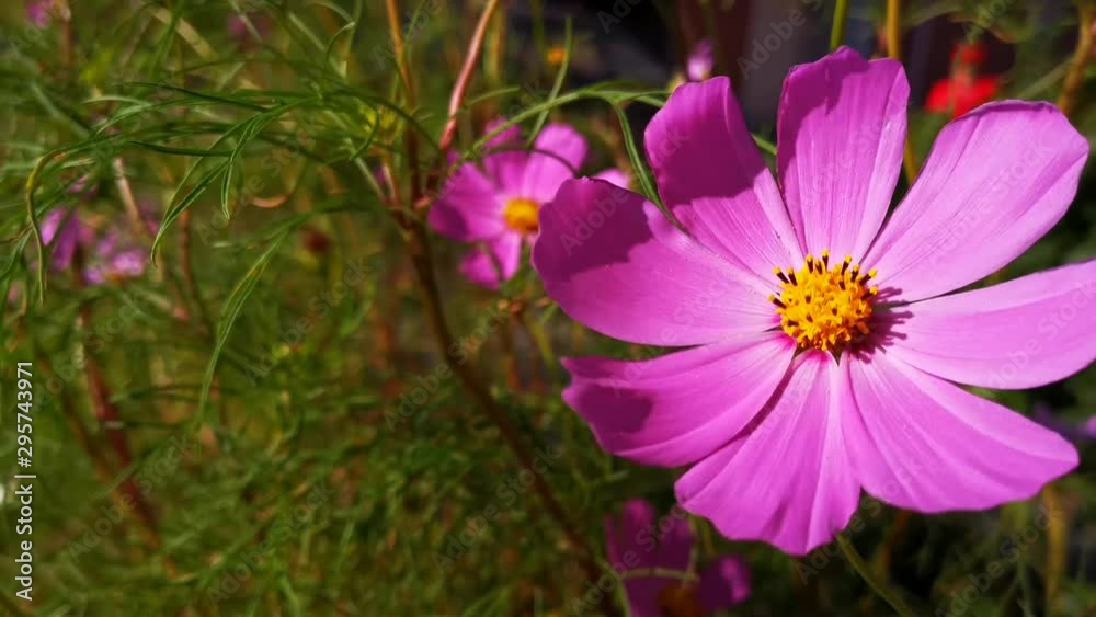 Cosmea flowers on a blurred green background of grass Cosmea flowers on a blurred green background of grass