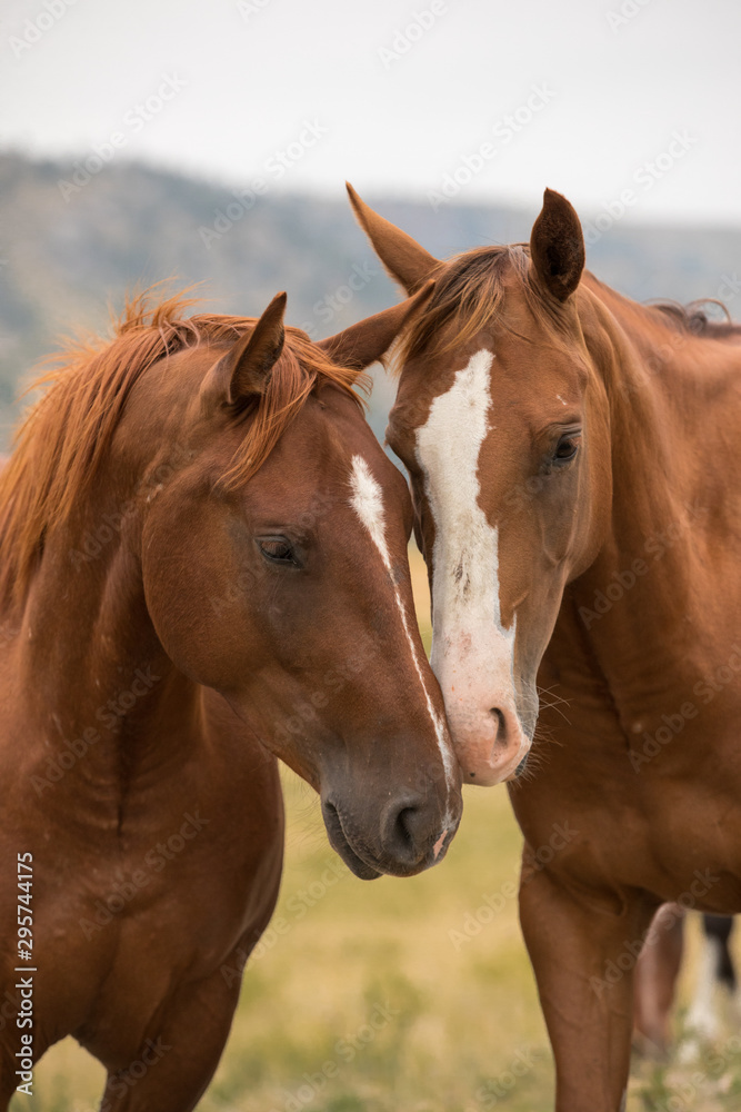 Fototapeta premium Red Horses