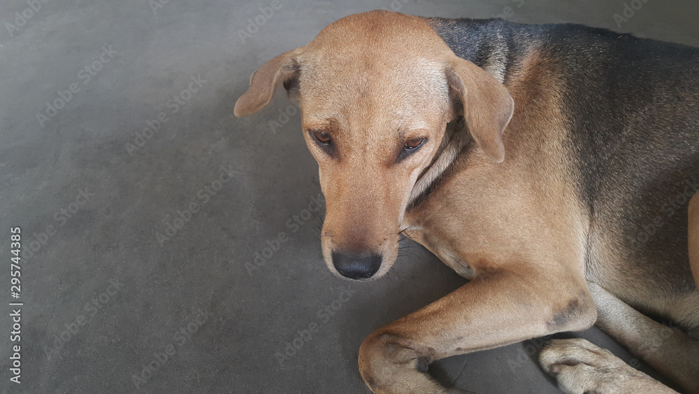 Closed up Thai dog brown and white colors sleep on brown floor , blurred background Closed up Thai dog brown and white colors sleep on brown floor , blurred background