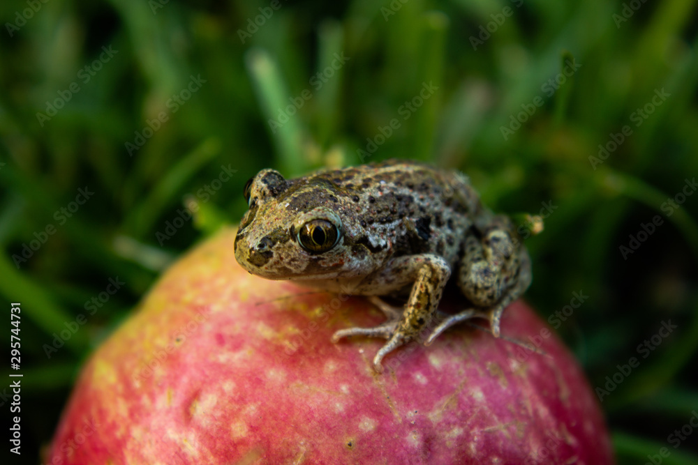 Obraz premium Frog sitting on an apple