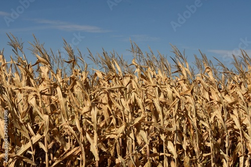 Maïs d'automne
