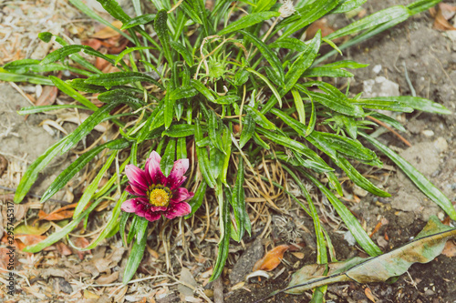 African native Gazania daisy with vibrant purple tones