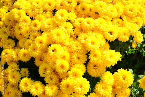 Yellow chrysanthemum flowers growing in the garden