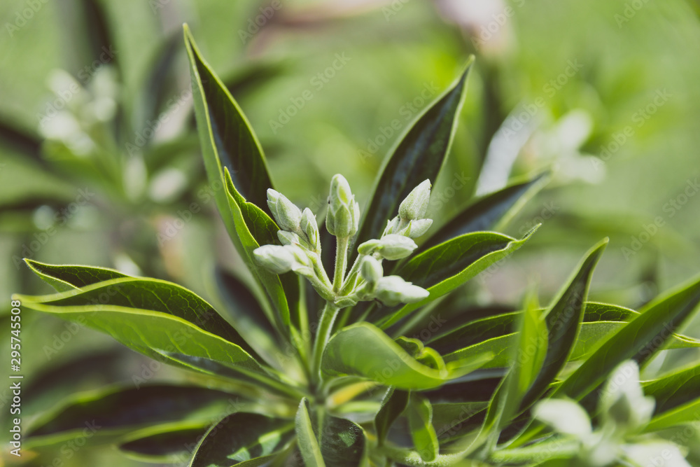 Obraz premium Hymenosporum to rodzima australijska roślina frangipani o kwitnących pąkach kwiatowych