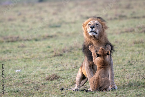 A young lion cub tries to get his father to play.  Paws are outstretched on the male lion's chest like a hug.  Image taken in the Maasai Mara, Kenya.