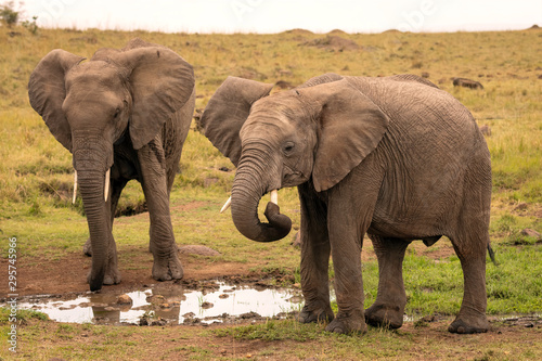 Two elephants at a water hole.  One elephant is attempting to clean out his trunk with his tusk.  Image taken in the Maasai Mara  Kenya.