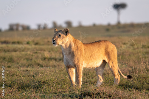 Lioness (female lion) standing in a clearing looking off into the distance. Image taken in the Maasai Mara, Kenya.