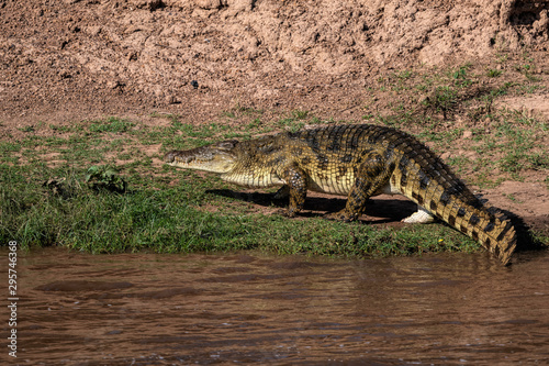 Nile crocodile walks onto the bank of a muddy river, the water accenting the green, yellow, and black pattern of its scales. Image taken in the Maasai Mara, Kenya.
