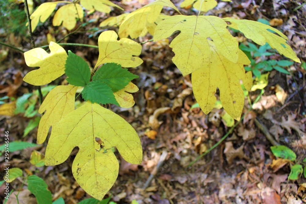autumn leaves autumn leaves