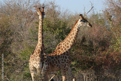 Photography Giraffe in Kruger Park